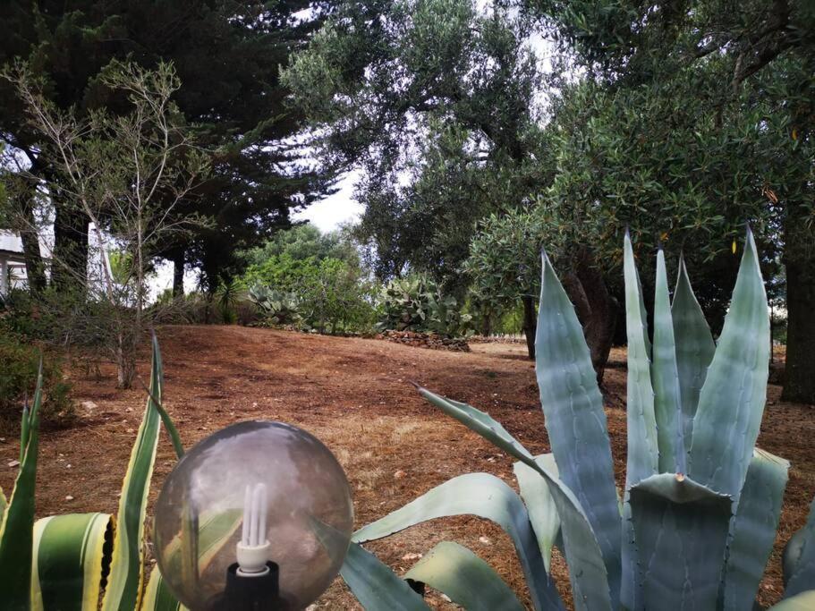 Affittasi Trullo Il Gelso - Ostuni Villa Carovigno Luaran gambar